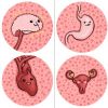 brain, stomach, heart, uterus