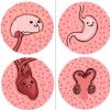 brain, stomach, heart, testicles