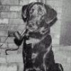 briarroot's picture