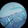 Joule's picture